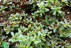 馬齒莧能治白發(fā)嗎？馬齒莧可以治白發(fā)嗎？