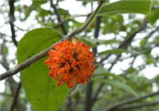 構(gòu)樹花孕婦能吃嗎？構(gòu)樹花孕婦可以吃嗎？