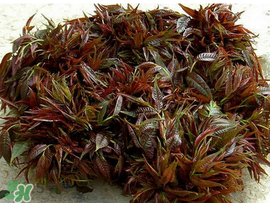 香椿什么味道？香椿吃起來什么味道？
