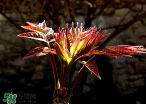 香椿能放冰箱嗎？香椿放冰箱能保存多久？
