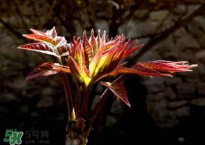 香椿苦能吃嗎？香椿苦怎么做好吃？