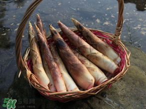 竹筍為什么澀？竹筍如何去澀？