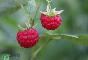 山莓孕婦能吃嗎？山莓孕婦可以吃嗎？