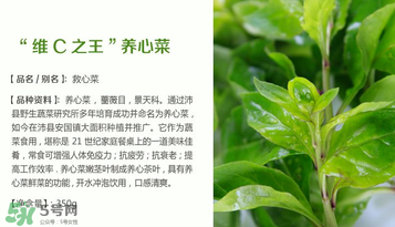救心菜孕婦能吃嗎？救心菜孕婦可以吃嗎？