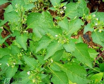 孕婦可以吃龍葵菜嗎？龍葵菜孕婦可以吃嗎？