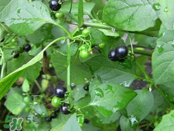 孕婦可以吃龍葵菜嗎？龍葵菜孕婦可以吃嗎？