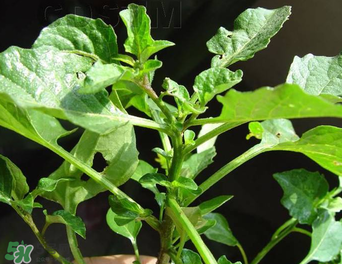 孕婦可以吃龍葵菜嗎？龍葵菜孕婦可以吃嗎？
