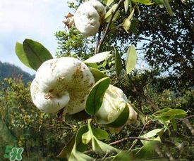 茶耳孕婦能吃嗎？孕婦能吃茶耳嗎？