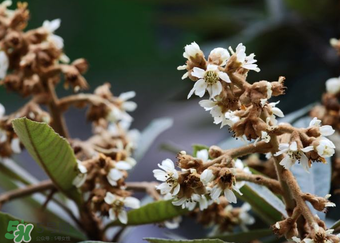 枇杷花孕婦能喝嗎？枇杷花孕婦可以喝嗎？