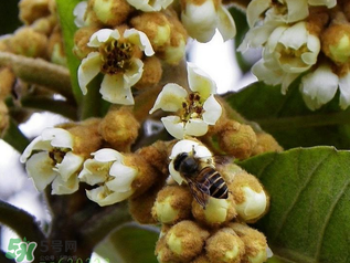 枇杷花孕婦能喝嗎？枇杷花孕婦可以喝嗎？