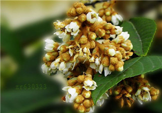 枇杷花孕婦能喝嗎？枇杷花孕婦可以喝嗎？