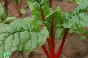 甜菜葉是否可以生吃？甜菜葉可以生吃嗎
