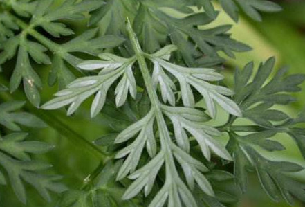 茵陳泡水喝有什么好處？茵陳泡水喝有什么功效與禁忌