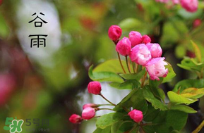 谷雨會(huì)下雨嗎？2017年谷雨會(huì)下雨嗎？
