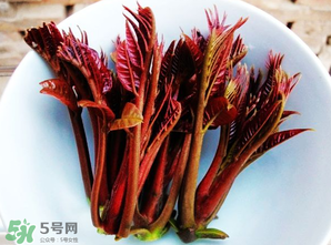 香椿能插活嗎？香椿樹枝能插活嗎？