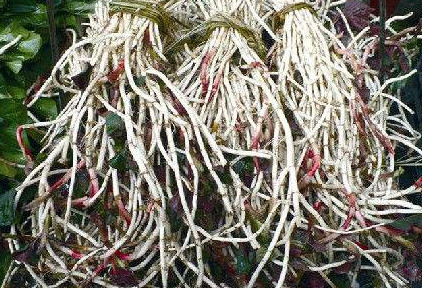 魚腥草根和葉哪個(gè)好？魚腥草根好還是葉子好