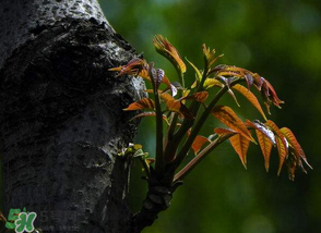 香椿芽可以冷凍嗎？香椿芽怎么冷凍？