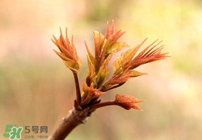 香椿芽可以冷凍嗎？香椿芽怎么冷凍？