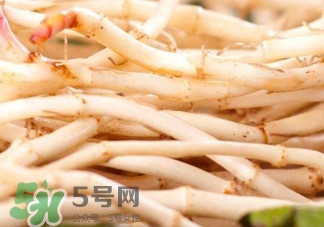 魚腥草根有什么作用？魚腥草根的功效與作用