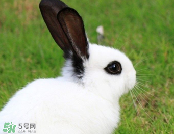 孕婦能吃兔子肉嗎？孕婦可以吃兔子肉嗎？