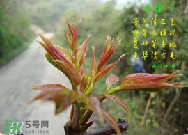 香椿臭嗎？香椿為什么那么臭？