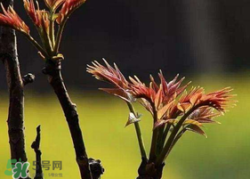 香椿臭嗎？香椿為什么那么臭？