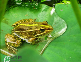 孕婦能吃青蛙嗎？孕婦可以吃青蛙嗎？