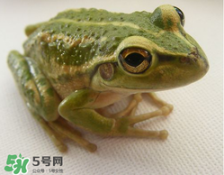 孕婦能吃青蛙嗎？孕婦可以吃青蛙嗎？