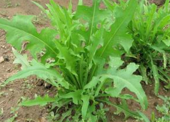 苦苦菜是什么菜？苦苦菜是苦苣嗎