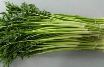 水芹菜是什么菜？水芹菜是野芹菜嗎