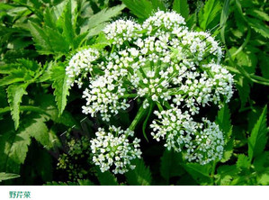 水芹菜和毒芹有哪些區(qū)別？水芹菜和毒芹圖片