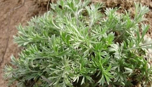 白蒿是茵陳嗎？白蒿與茵陳有什么區(qū)別