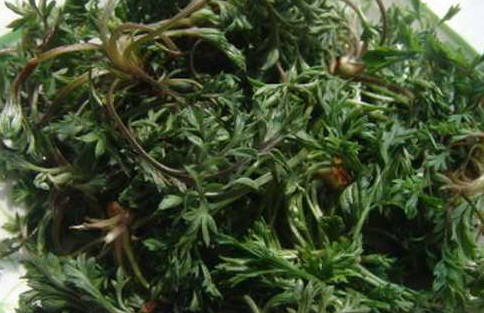 茵陳泡水喝有什么好處？茵陳泡水喝有什么功效與禁忌