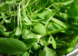 雞毛菜是什么菜？雞毛菜是小白菜嗎
