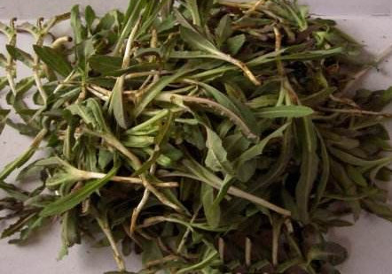 苦苦菜是什么菜？苦苦菜是苦苣嗎