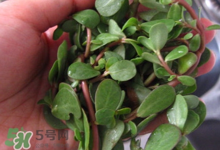 馬莧菜怎么吃？馬莧菜怎么做好吃