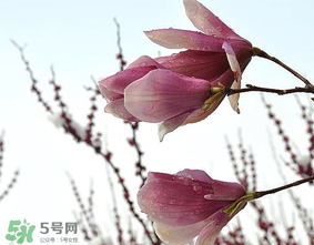 谷雨是什么季節(jié)？谷雨是春天還是夏天？