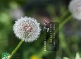 谷雨種什么菜？谷雨前后種什么蔬菜？