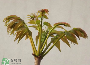 香椿紅的好還是綠的好？香椿紅色好還是綠色好？