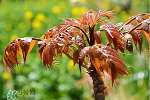 香椿紅的好還是綠的好？香椿紅色好還是綠色好？