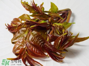 香椿有幾種？香椿哪種好？