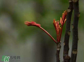香椿有幾種？香椿哪種好？