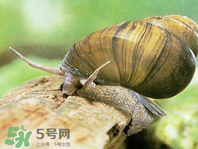 田螺可以凈化水質(zhì)嗎？田螺能凈化水質(zhì)嗎？