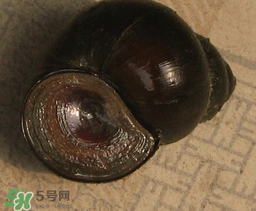 田螺死了能吃嗎？田螺剛死能吃嗎？