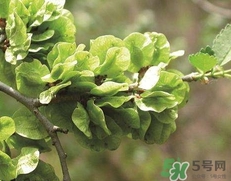 榆錢(qián)怎么吃最好吃?榆錢(qián)的吃法大全