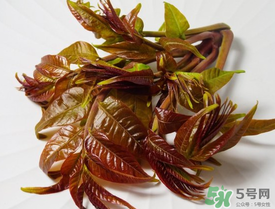 痛風(fēng)能吃香椿嗎？痛風(fēng)能吃香椿煎蛋嗎？