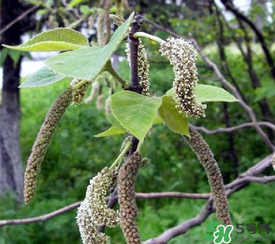 構(gòu)樹穗有什么作用？構(gòu)樹穗的作用