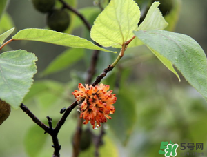 構(gòu)樹穗有什么作用？構(gòu)樹穗的作用