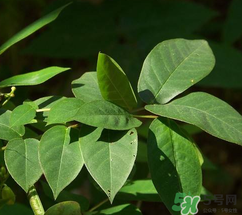 白花菜有什么功效？白花菜的功效是什么？