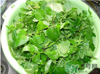 白花菜有什么功效？白花菜的功效是什么？